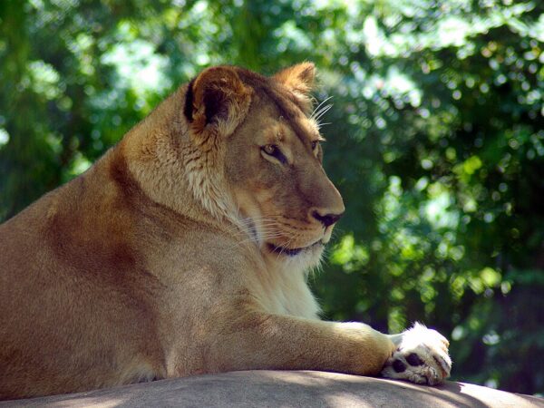 Picture of a lion at Henry Villas Zoo, Madison, WI